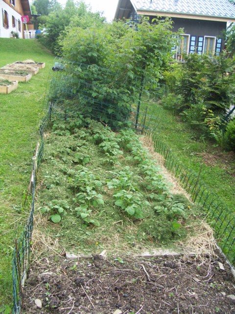 Les pommes de terre.